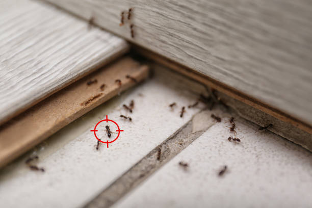 Best Pest Removal Services  in Fayette, MS